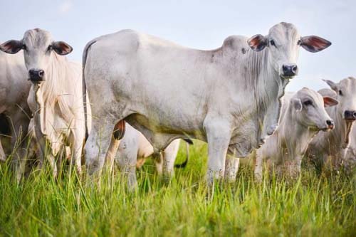 Brasil tem 30 fábricas de vacina para gado e só duas para humanos