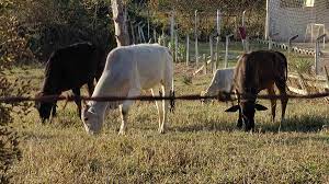 Analista: Brasil terá perdas ‘pesadas’ e Argentina se beneficiará se embargo chinês de carne durar