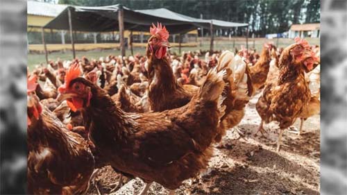 Dados do Agronegócio Brasileiro Revelam Crescimento no Número de Aves e Rebanhos