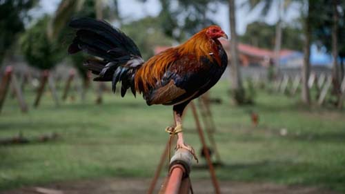 Galo usado em rinha ilegal na Índia mata o próprio dono