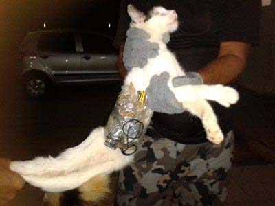 Gato é flagrado levando serras, brocas e celular para dentro de presídio em Arapiraca
