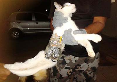 Jornais internacionais destacam gato que levava celular a prisão em AL 