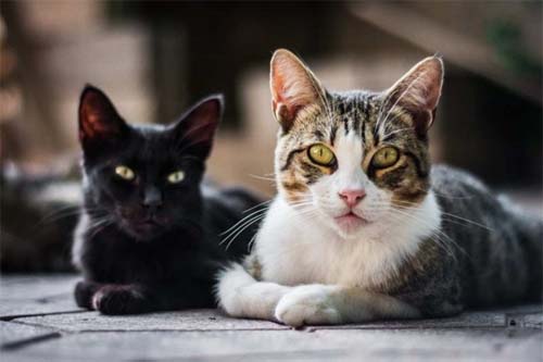 Esporotricose: doença transmitida por gatos está em expansão no Brasil