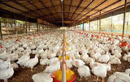 União Europeia proíbe 20 frigoríficos brasileiros de exportar frango para a região