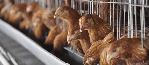 Granjas de aves estão criando bactérias mais resistentes