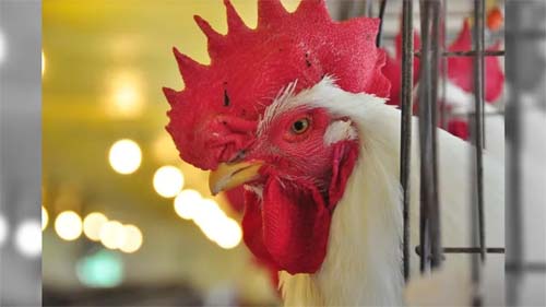 Mutação Rara do Vírus da Gripe Aviar Resulta em Fatalidade Humana nos EUA