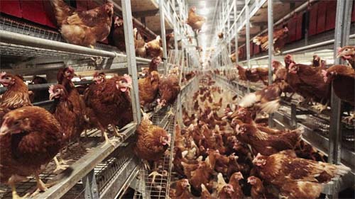 Gripe aviária aumenta na França; Brasil decreta 'emergência zoosanitária' após primeiros casos