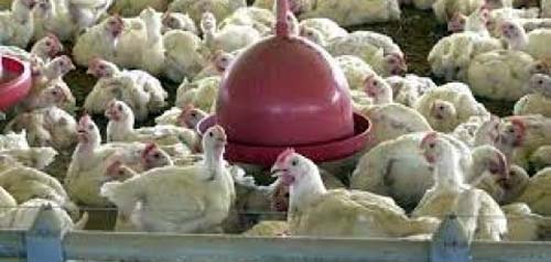 Governo abre crédito de R$ 200 milhões para combater gripe aviária