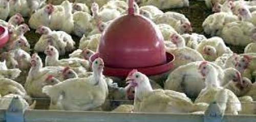 Ministério confirma mais um caso de gripe aviária