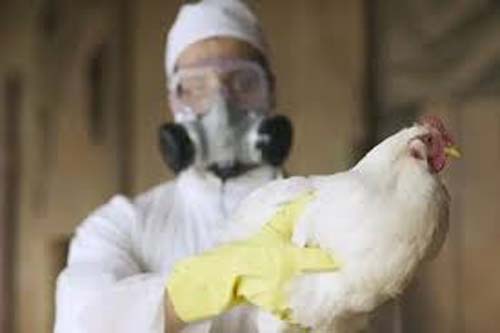 Albânia, Namíbia e Índia suspendem importação de frango do Brasil