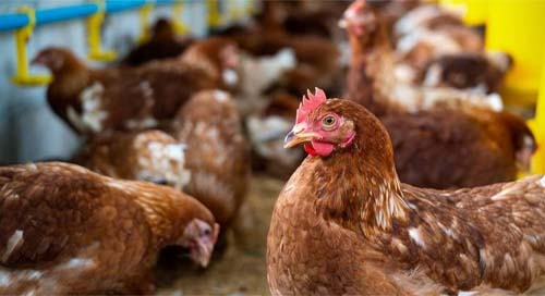Atual surto de gripe aviária H5N1 acende alerta na comunidade científica
