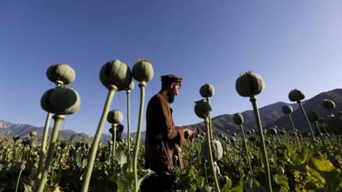 Como os EUA perderam a 'guerra ao ópio' no Afeganistão