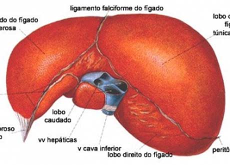 Medicamento inovador para hepatite C tem registro liberado