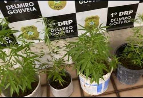 Horta de maconha é encontrada pela polícia em Delmiro Gouveia