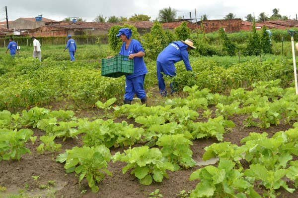 Toneladas de alimentos orgânicos foram cultivados no sistema prisional de AL em 2019