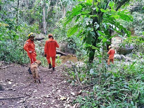 Com ajuda de cão de resgate, bombeiros encontram idoso perdido há 3 dias em mata, em Quebrangulo