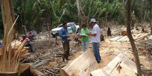 IMA faz operação e flagra irregularidades ambientais em Ibateguara