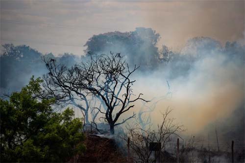 Cerca de 90% dos incêndios florestais poderiam ser evitados