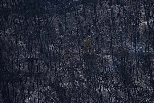 Incêndios florestais assolam sul da Europa com calor recorde