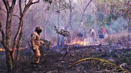Incêndios no Pantanal de MT devastam 20,8% da área do Parque Estadual em três semanas