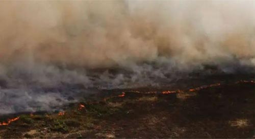 Incêndio no Pantanal tem cenário de animais em fuga e muita ventania