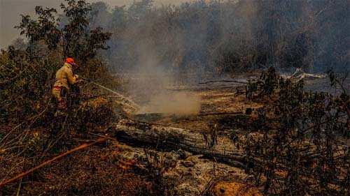 Incêndio volta a atingir Parque Encontro das Águas, no Pantanal