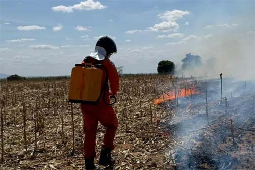 Aumento alarmante de queimadas na floresta impulsiona preocupação dos bombeiros em Alagoas