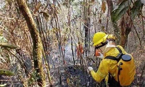 Chamas encurralam animais e deixam rastro de morte e 