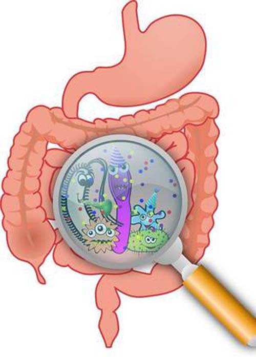 Desequilíbrio das bactérias do intestino pode afetar saúde mental