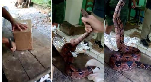 Homem tenta despachar jibóia de 1,5 metro pelos Correios em Maceió