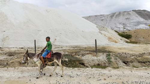 Abate de jumentos para medicina chinesa vira polêmica no Brasil