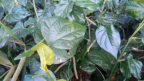 Chá de planta calmante é conhecido como “Rivotril natural”; saiba qual