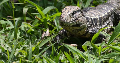 Estudo mostra como as cobras perderam as pernas ao longo da evolução