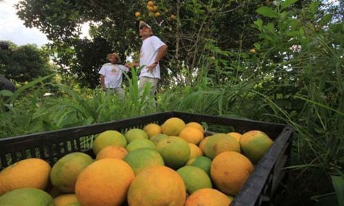 Produção de laranja lima orgânica muda cenário no Vale do Mundaú afirma governo