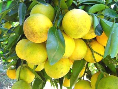 1ª fábrica de frutas desidratadas no País já funciona em Alagoas