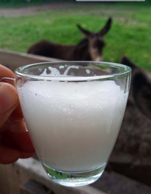 Leite de jumenta conquista espaço na economia agropecuária com potencial de mercado de luxo