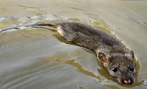 Alagoas já registrou cinco mortes por leptospirose em 2022