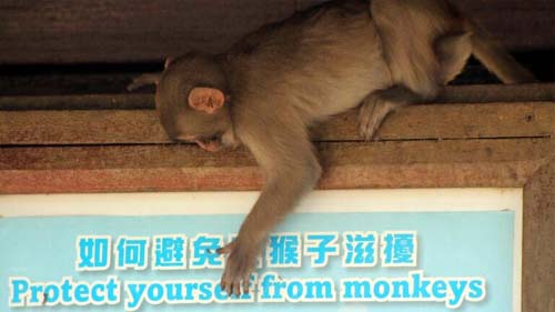 Hong Kong confirma primeiro caso de infecção por vírus B em humano