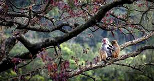 Febre amarela: Argentina está em alerta para possível surto após duas mortes na fronteira com Brasil