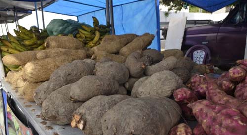 Maceió ganha edição natalina da Feira da Agricultura Familiar