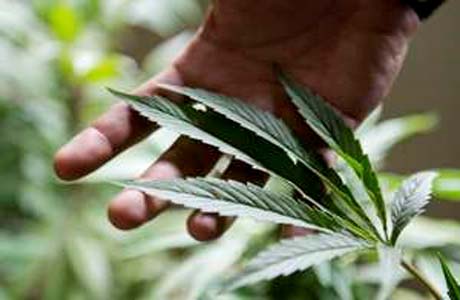 Farmácias uruguias vão vender maconha a partir de novembro