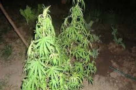 Populares encontram plantação de maconha em Taquarana