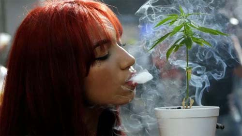 Por que cultivo legal de maconha não é tão rentável na América Latina