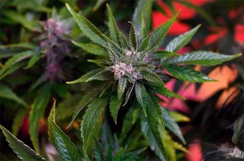 Uso de maconha pode encolher significativamente o tamanho dos testículos