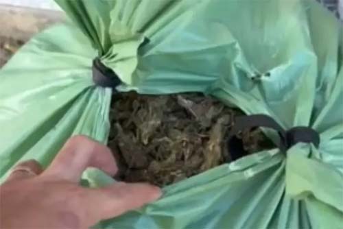 Polícia Civil de Alagoas prende homem ligado ao tráfico com 30 kg de maconha no Pilar
