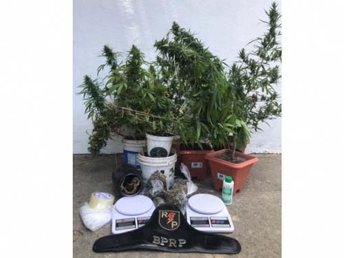 Trio é preso com plantação de maconha em residência no Trapiche