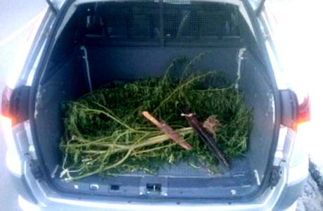 PM apreende pés de maconha no quintal de casa em Quebrangulo