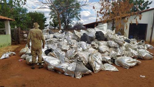 PM baiana apreende oito toneladas de maconha enterrada em fazenda