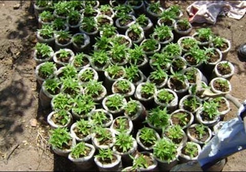 Justiça autoriza remédio derivado da maconha para menina com epilepsia