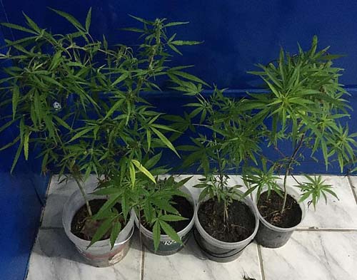 Polícia prende jovem com mudas de maconha dentro de casa, em Maceió